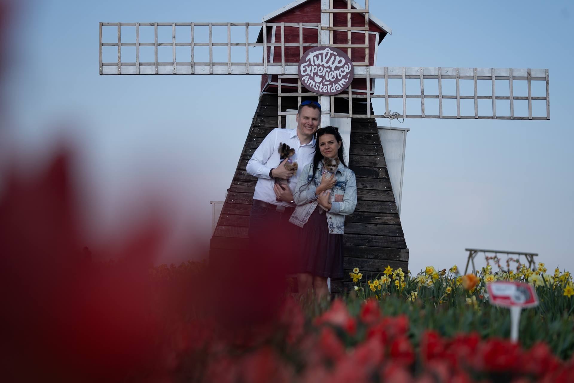 Moulin néerlandais parmi les tulipes